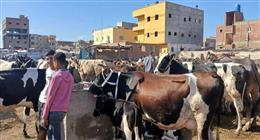 فحص شامل وتحصين وقائي.. حملة لـ«بيطري كفر الشيخ» في سوق مواشي غرب تيرة