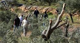 انتهاكات الاحتلال بحق الفلسطينيين تتواصل.. اعتداءات إسرائيلية بموسم قطف الزيتون