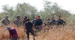 200 اعتداء من المستوطنين على الفلسطينيين منذ بدء موسم قطف الزيتون بقرى الضفة