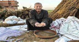 «فتح يا سمسم».. فرحة حصاد محصول السمسم تغمر مزارعي المنوفية والغربية