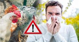 تفشي فيروس إنفلونزا الطيور في أوروبا يثير الذعر.. دمار صناعة الدواجن