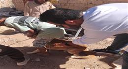 حملات لتحصين الكلاب الضالة ضد مرض السُعار وتنظيم ندوات توعية في مطروح  