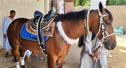 مرماح بنبان.. مهرجان الفروسية يجمع قبائل أسوان كل عام
