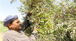 تحقيق لـ«الوطن» يكشف أسرار  غشه.. زيت الزيتون أمل العلاج أصبح  مصدرا للأمراض