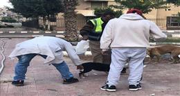مديرية الطب البيطري بالقاهرة: إجراءات منظمة لمواجهة مشكلة الكلاب الضالة