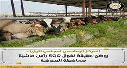 «الزراعة» تنفي نفوق 500 رأس ماشية بالحمى القلاعية بالمنوفية.. حالتا إصابة فقط