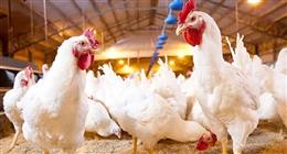 أسعار الفراخ البيضاء بالمزارع والمحلات.. تحديث جديد في بورصة الدواجن اليوم الثلاثاء 16-12-2025 |عاجل