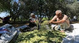 وزارة الزراعة الفلسطينية تعلن تضرر آلاف الأشجار جراء اعتداءات الاحتلال بالضفة
