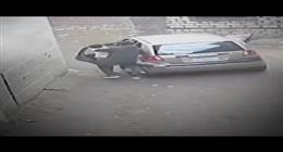 محمود الجارحي يكتب: شجاعة طفل في كفر الشيخ تواجه محاولة خطف ابن شقيقته.. كاميرات المراقبة توثق البطولة