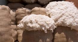 طرح 121 ألف قنطار في مزاد القطن بمحافظات وجه بحري غدا