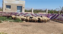 «بحوث الصحراء»: تسليم 90 رأس غنم لخريجي المدارس الحقلية بجنوب سيناء
