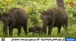 في اليوم العالمي للحياة البرية.. أكثر من مليون كائن بحري مهدد بالانقراض (فيديو)