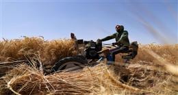 «تموين الفيوم»: زيادة في توريد القمح بنسبة تتخطى 56% مقارنة بالعام الماضي