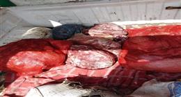 العثور على 1.5 طن لحوم ودواجن فاسدة داخل أشهر مطاعم كرداسة 