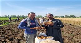 «الكيلو بـ5 جنيه والحسابة بتحسب».. فرحة المزارعين أثناء حصاد البطاطس في المنوفية (صور)
