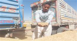 ارتفاع كميات القمح المحلي الموردة للشون والصوامع إلى 89 ألف طن في أسيوط