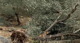 الانتهاكات مستمرة.. قوات الاحتلال الإسرائيلي تجرف أراضي الفلسطينيين في  الضفة الغربية