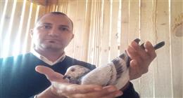 «إسلام» غاوي منذ 20 عاما.. تعلق بـ«غية» جاره فأصبح عضواً باتحاد سباقات الحمام