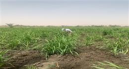 «الزراعة»: شن حملات دورية على محال المبيدات لضبط أي مخالفات أو مبيدات غير شرعية