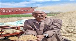 وفرة في توريد القمح لصوامع الفيوم والرصيد يتجاوز 233 ألف طن