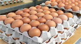 سعر البيض اليوم السبت 24-5-2025 في الأسواق.. «البلدي بكام؟»
