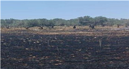 المستوطنون يحرقون أراضي الفلسطينيين المزروعة بالقمح في الضفة الغربية