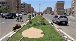 الإسماعيلية تزين الطرق بزراعة أشجار مثمرة.. بدأت بـ1200 شتلة توت وزيتون