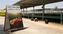 المجازر الحكومية تستقبل 7900 أضحية في ثالث أيام العيد 