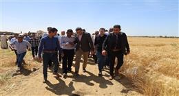 محافظ السويس يفتتح موسم حصاد القمح بقرية الشلوفة 