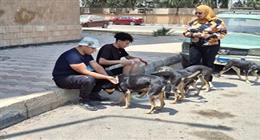«بيطري القاهرة»: تحصين 20 كلبا في الخليفة للوقاية من السُعار