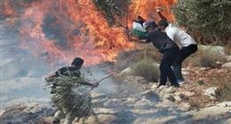 المستوطنون يواصلون تدمير الأراضي الفلسطينية في الضفة الغربية.. تفاصيل