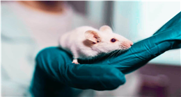 حَقن فئران تجارب بجينات بشرية عمرها 40 ألف سنة.. النتيجة صادمة