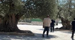مستوطنون يقتحمون الأقصى ويلاحقون الفلسطينيين جنوب نابلس