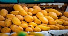 أسعار المانجو في سوق العبور اليوم الأربعاء 6-8-2025 