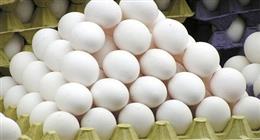 سعر كرتونة البيض في بورصة الدواجن اليوم الجمعة 25-7-2025