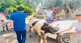 فحص 2569 من الماشية والطيور ضمن قافلة بيطرية مجانية في كفر الشيخ