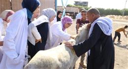 جامعة الفيوم تنظم قافلة بيطرية لفحص 1327 ماشية 