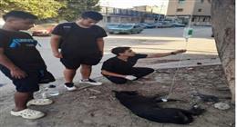 إنسانية لا تُنسى.. 3 شباب يتحدون لإنقاذ كلب من موت محقق