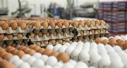 سعر كرتونة البيض اليوم الجمعة 8-8-2025 في بورصة الدواجن والأسواق
