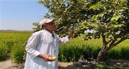 «الحلم الأخضر».. مدرس بالدقهلية يزرع 40 ألف شجرة مثمرة هدية لكل عابر سبيل