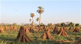 افتح يا سمسم.. بدء حصاد الجلجلان في حقول الفيوم: أكثر من 8 آلاف فدان