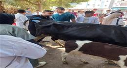 «الزراعة»: إجراء التلقيح الاصطناعي لأكثر من 42 ألف رأس ماشية خلال شهر