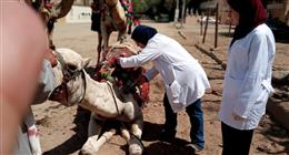 محافظ الجيزة: تحصين 160 ألف رأس ماشية ضد مرضي الحمى القلاعية والوادي المتصدع