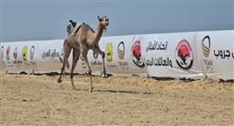 مشاهد من مهرجان الهجن الدولي بشمال سيناء اليوم