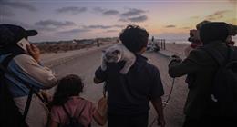 حتى الطيور  والحيوانات نزحت معهم.. أهالي غزة لا يتركون «الأحبة»