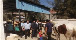فحص 545 حيوانا في قافلة بيطرية مجانية بكفر الشيخ 