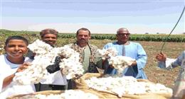 المزارع «أبو عقرب» يروي رحلة الذهب الأبيض في أبوتيج: مهنة ورثناها عن أجدادنا