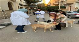 «بيطري المنيا»: تحصين الكلاب الحرة ضد السعار بعدة مناطق حيوية   