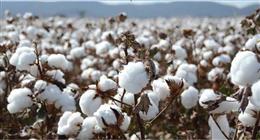 قبل انطلاقه غدا.. حصص محافظات الوجه البحري من مزاد القطن في الإسكندرية