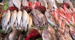 أسعار الأسماك في سوق العبور اليوم الاثنين 26-1-2026 